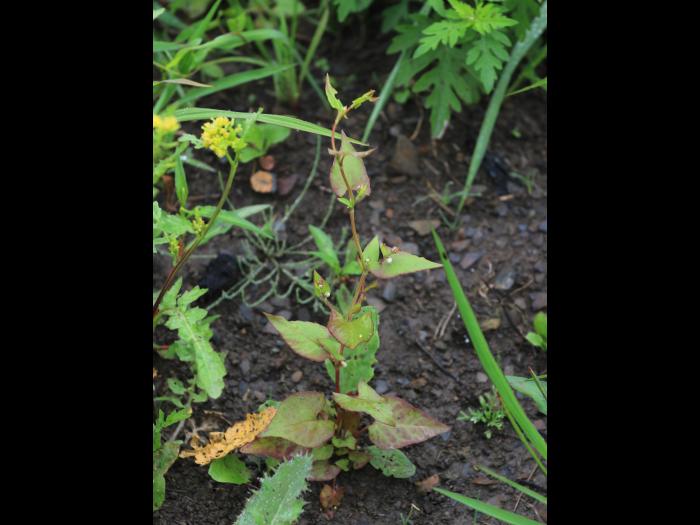 Renouée liseron (Fallopia convolvulus)_15
