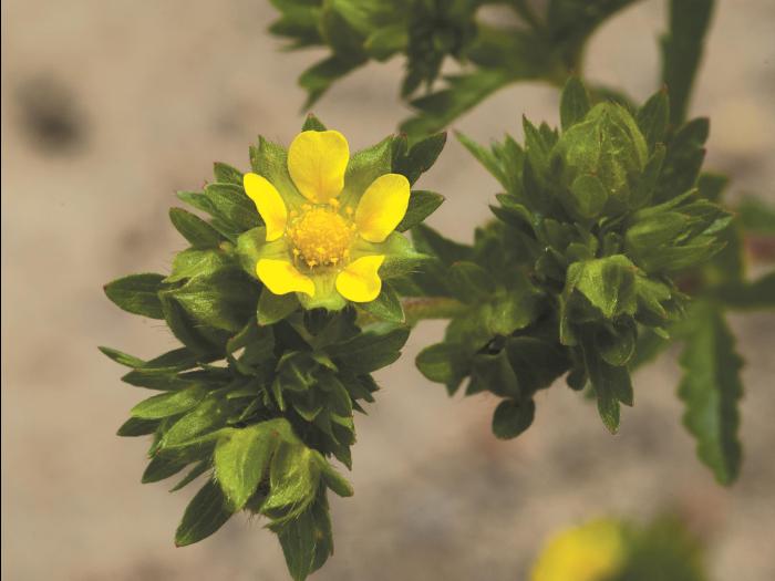 Potentille Norvège (Potentilla norvegica)_14