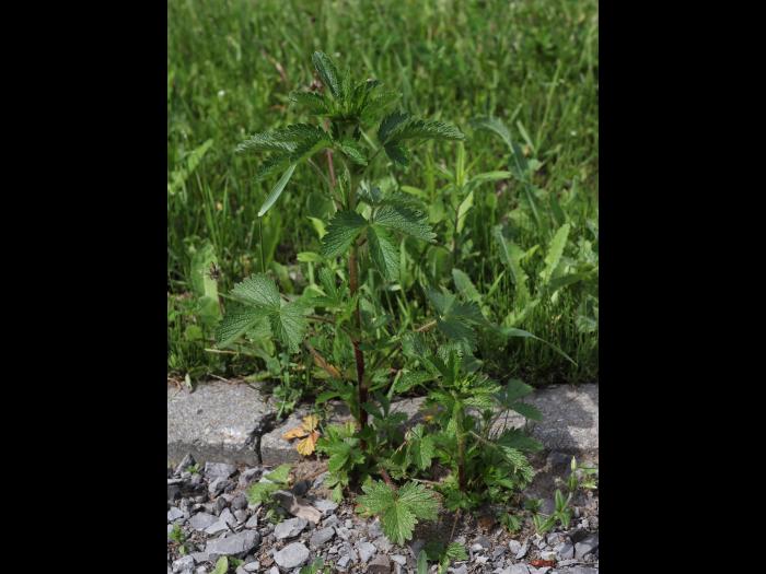 Potentille Norvège (Potentilla norvegica)_19