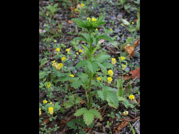 Potentille Norvège (Potentilla norvegica)_21
