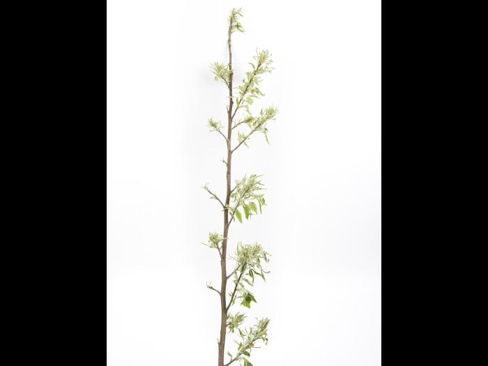 Pomme - glyphosate (9)_8