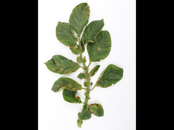 Pomme de terre - paraquat (22)_1