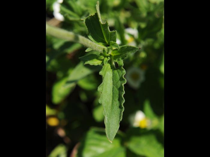 Lychnide blanche (Silene latifolia)_17