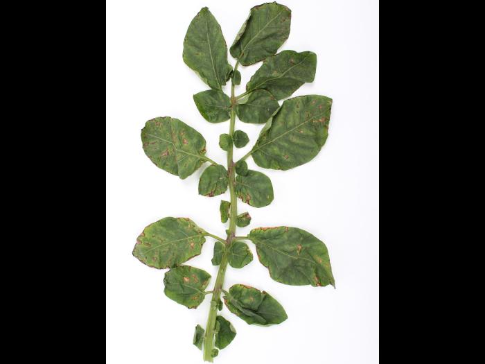 Pomme de terre - paraquat (22)_2