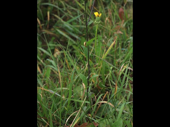 Moutarde champs (Sinapis arvensis)_14