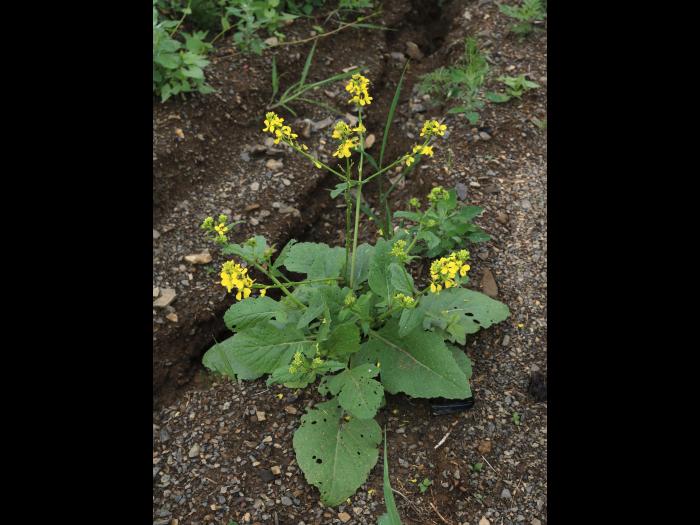 Moutarde champs (Sinapis arvensis)_15