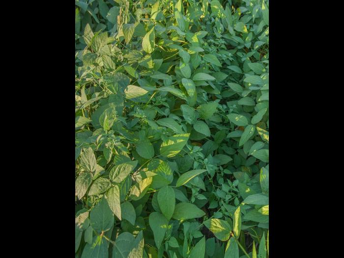 Morelle noire Est (Solanum ptychanthum)_17