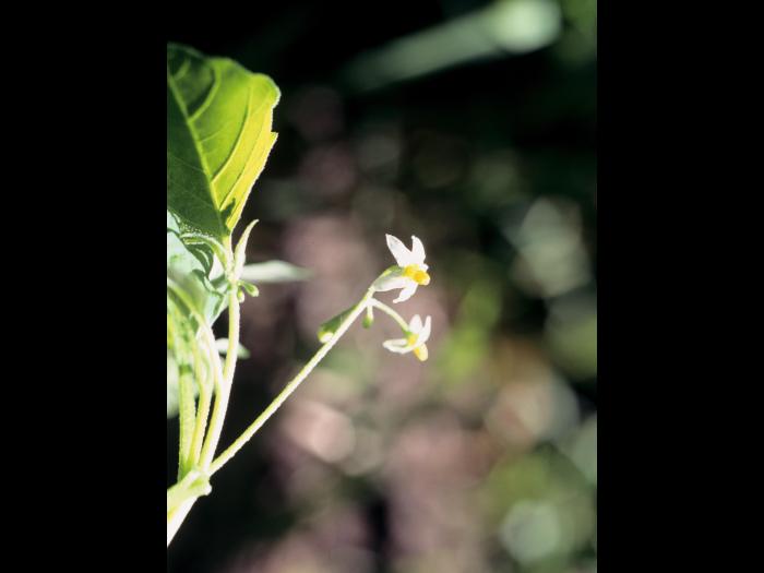 Morelle noire Est (Solanum ptychanthum)_24