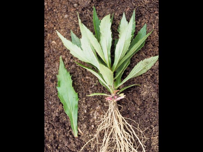 Verge d'or du Canada(Solidago canadensis)_2