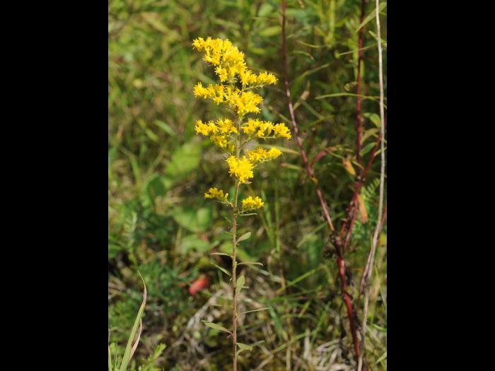 Verge d'or du Canada(Solidago canadensis)_19