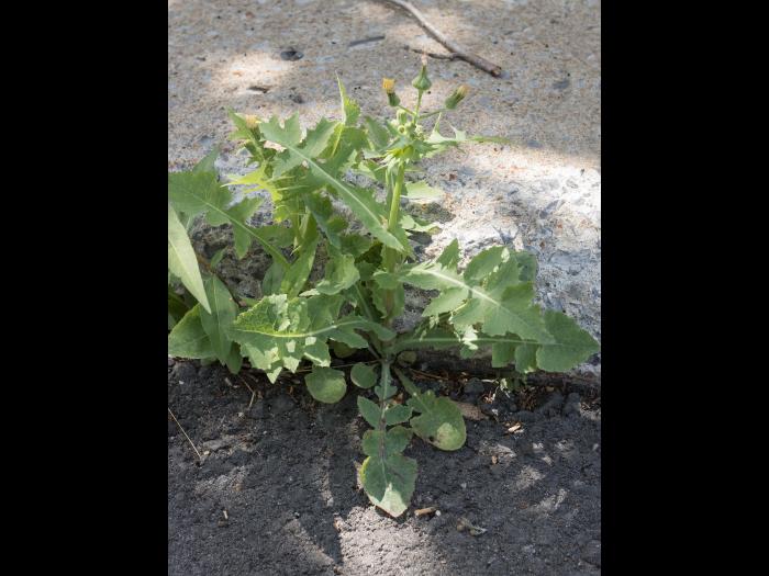 Laiteron potager (Sonchus oleraceus)_7