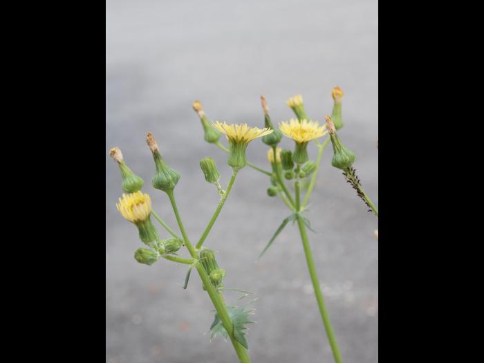 Laiteron potager (Sonchus oleraceus)_8