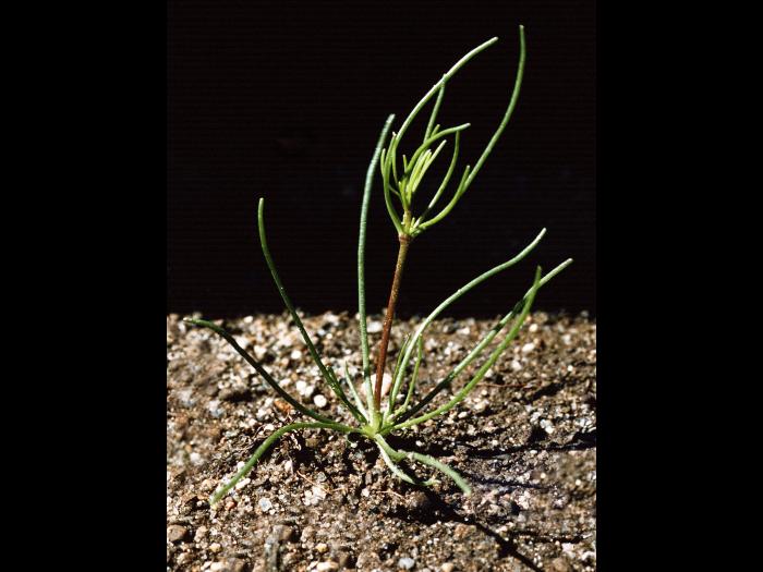 Spargoute des champs(Spergula arvensis)_3