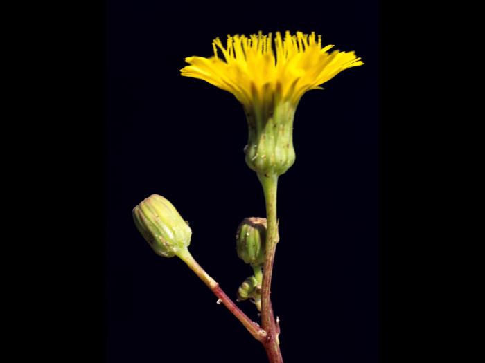 Laiteron champs (Sonchus arvensis)_9