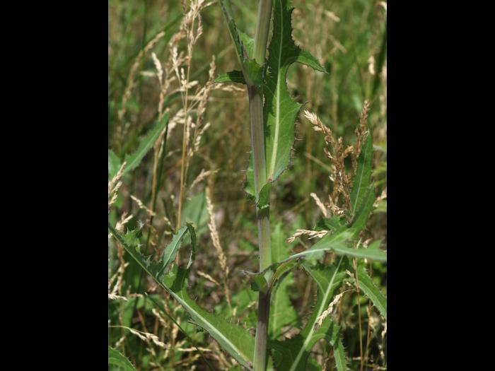 Laiteron champs (Sonchus arvensis)_18