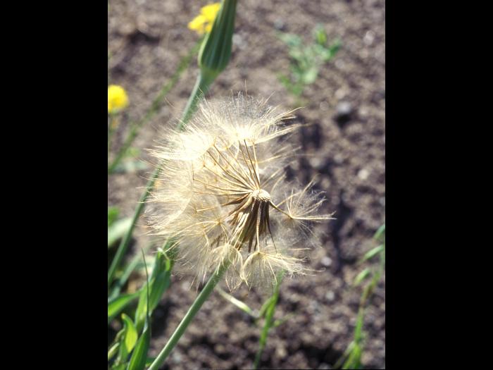 Salsifis prés (Tragopogon pratensis)_7