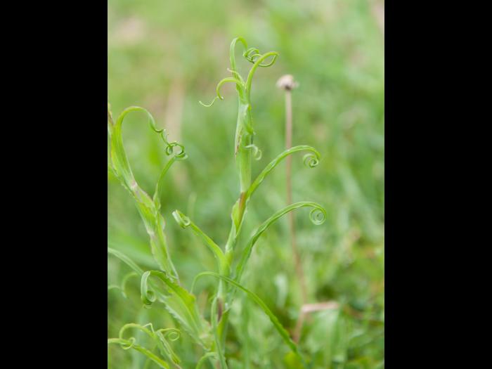 Salsifis prés (Tragopogon pratensis)_9
