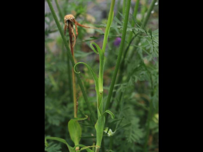 Salsifis prés (Tragopogon pratensis)_20