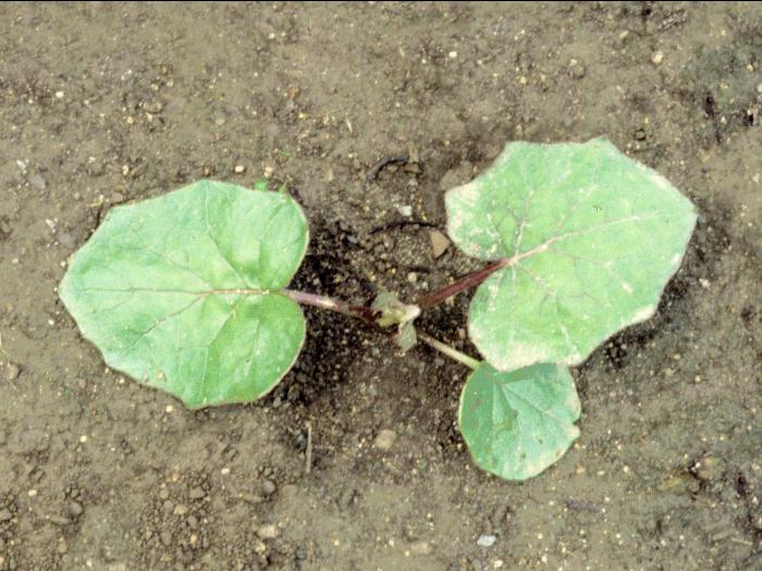 Tussilage pas-d'âne(Tussilago farfara)_2