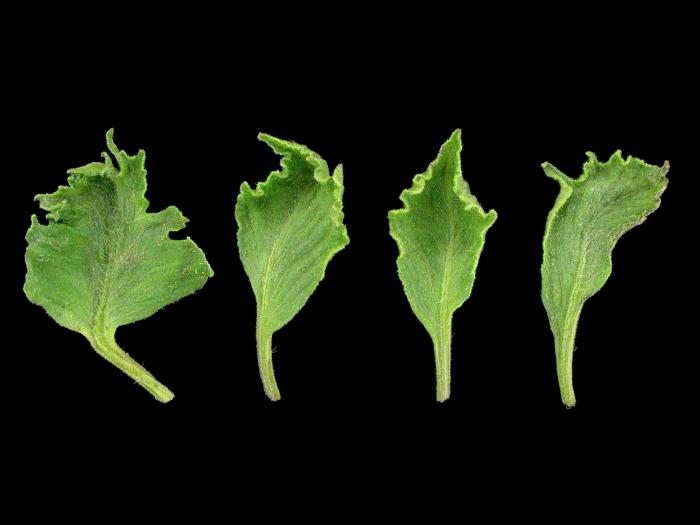 Tomate - clopyralide (4)_4