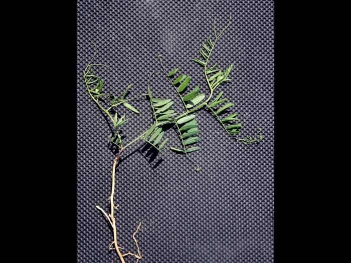Vesce jargeau(Vicia cracca)_3