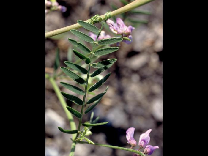Vesce jargeau(Vicia cracca)_4