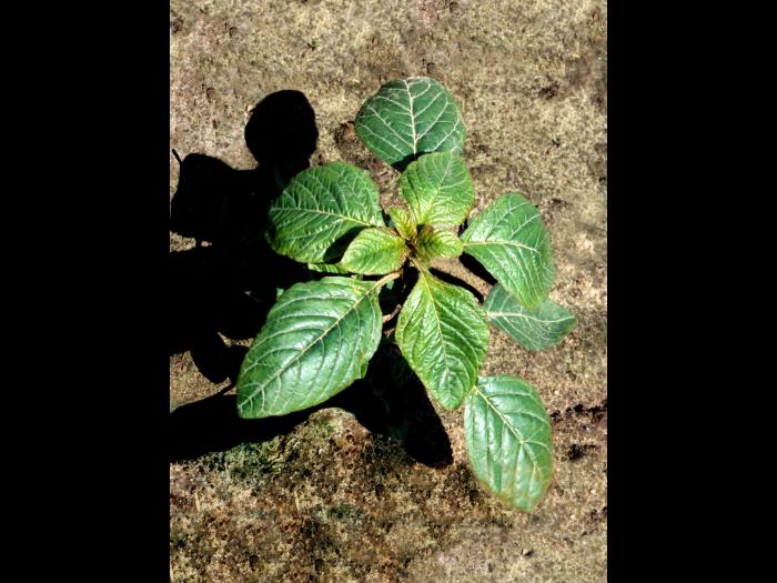 Amarante de Powell(Amaranthus powellii)_1