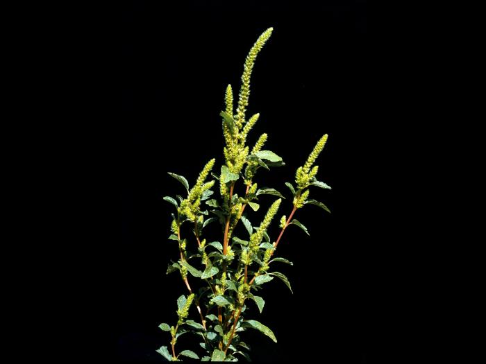Amarante de Powell(Amaranthus powellii)_3