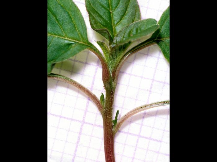 Amarante de Powell(Amaranthus powellii)_5