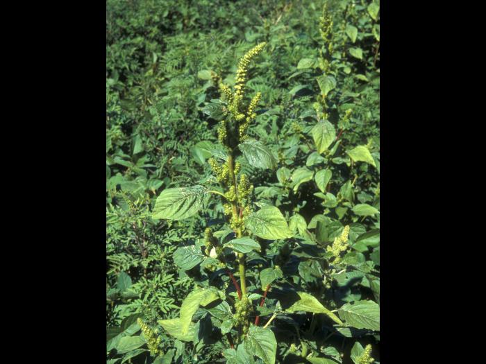 Amarante de Powell(Amaranthus powellii)_8