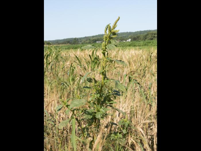 Amarante de Powell(Amaranthus powellii)_17