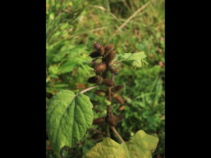 Lampourde glouteron (Xanthium strumarium)_13