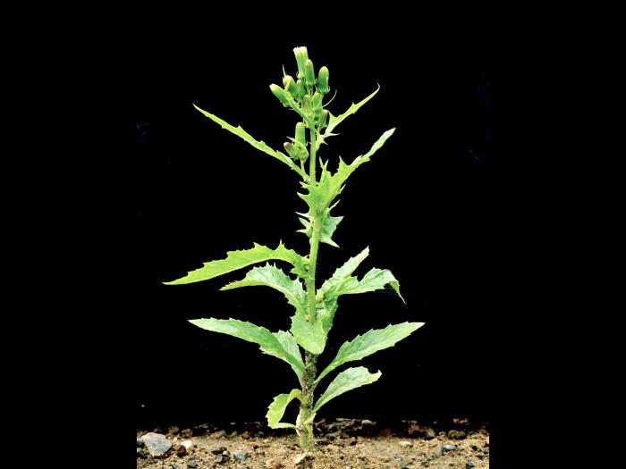 Érechtite feuilles épervière (Erechtites hieraciifolius)_1