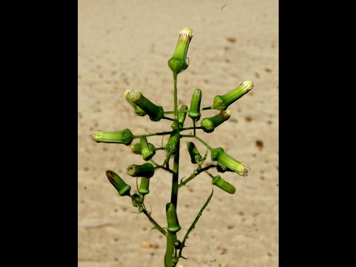 Érechtite feuilles épervière (Erechtites hieraciifolius)_13