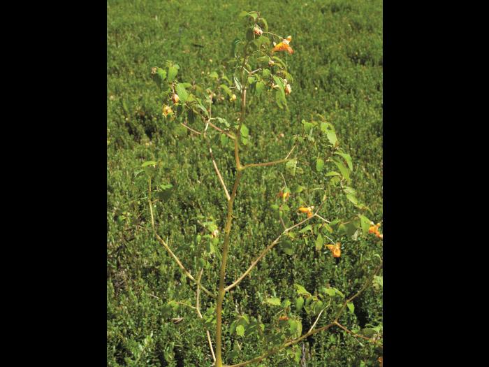 Impateinte du Cap (Impatiens capensis)_1