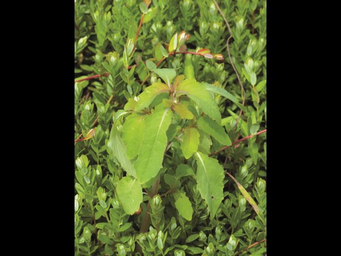 Impateinte du Cap (Impatiens capensis)_4