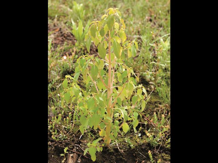 Impateinte du Cap (Impatiens capensis)_6