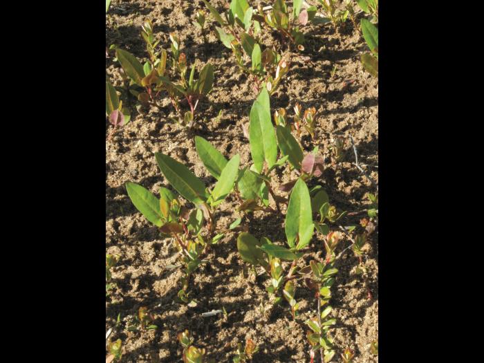 Renouée sagitté (Persicaria sagittata)_13