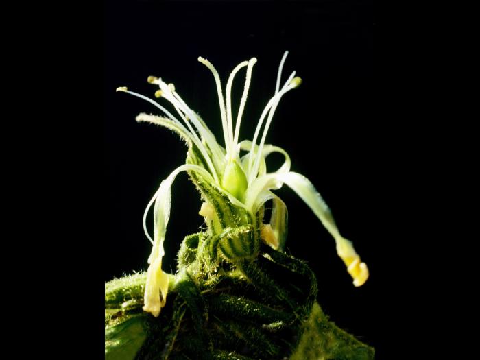 Silène noctiflore(Silene noctiflora)_1