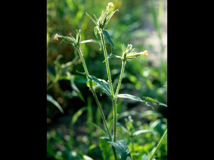 Silène noctiflore(Silene noctiflora)_3