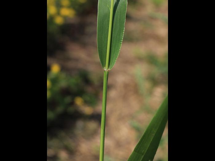 Sétaire verte (Setaria viridis)_11