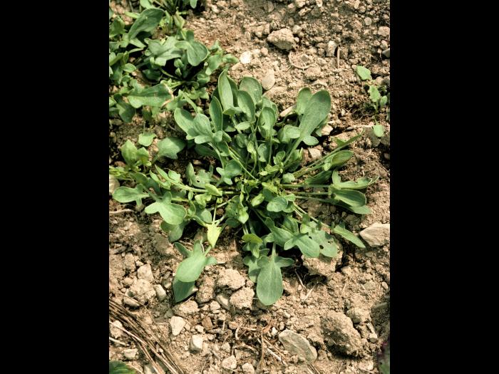 Petite oseille (Rumex acetosella)_5
