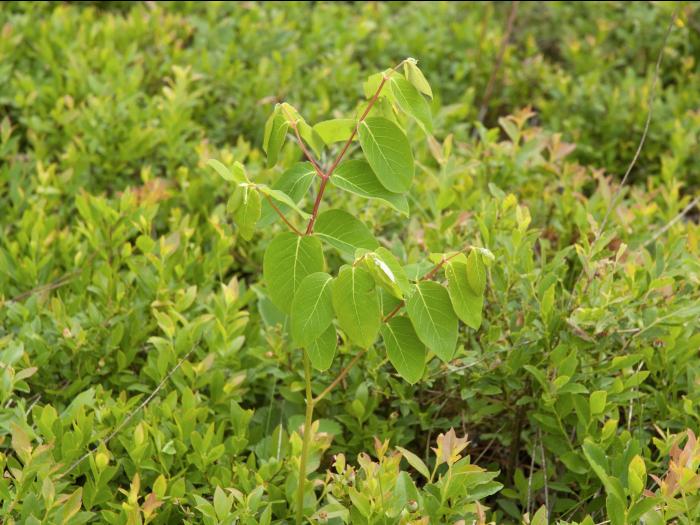 Apocyn feuilles androsème(Apocynum androsaemifolium)_5