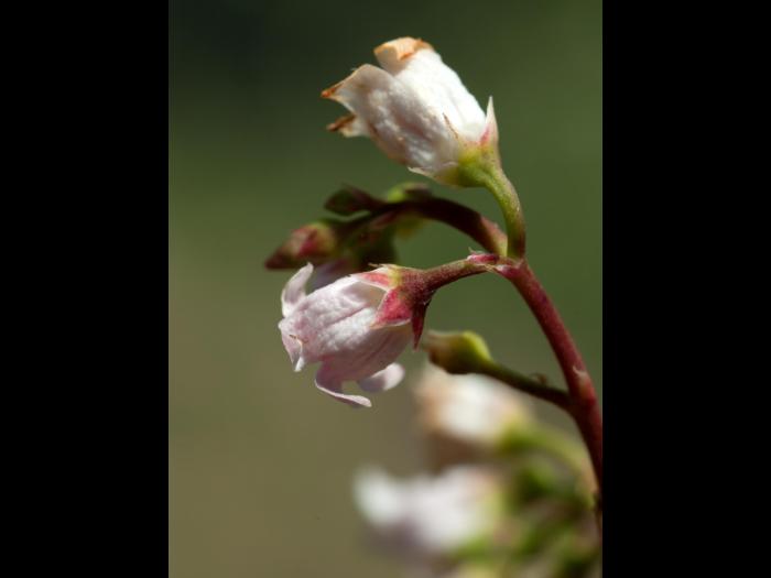 Apocyn feuilles androsème(Apocynum androsaemifolium)_6
