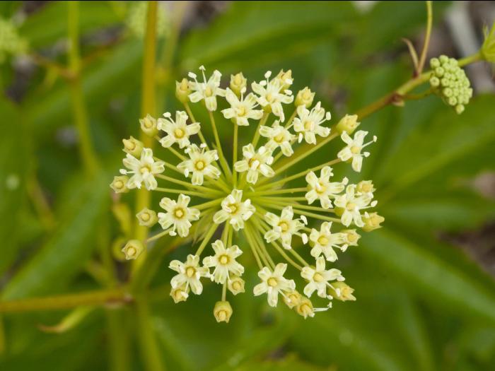Aralie hispide(Aralia hispida)_9