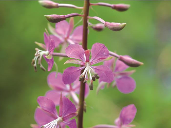 Épilobe feuilles étroite (Chamaenerion angustifolium)_2
