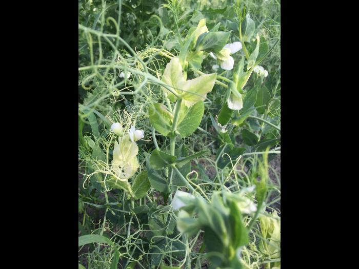 Pois - mésotrione (27)_2