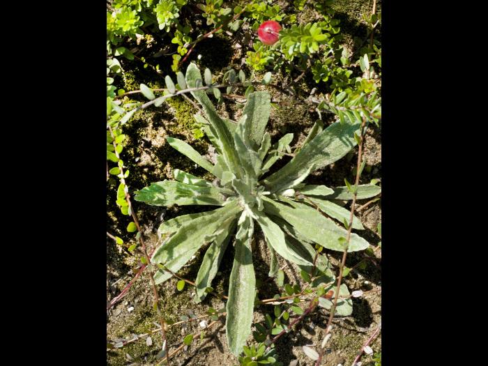 Immortelle blanche (Anaphalis margaritacea)_3