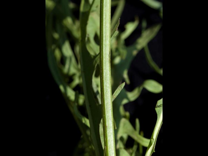 Liondent automne (Leontodon autumnalis)_3