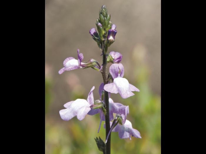 Linaire Canada (Nuttallanthus canadensis)_3
